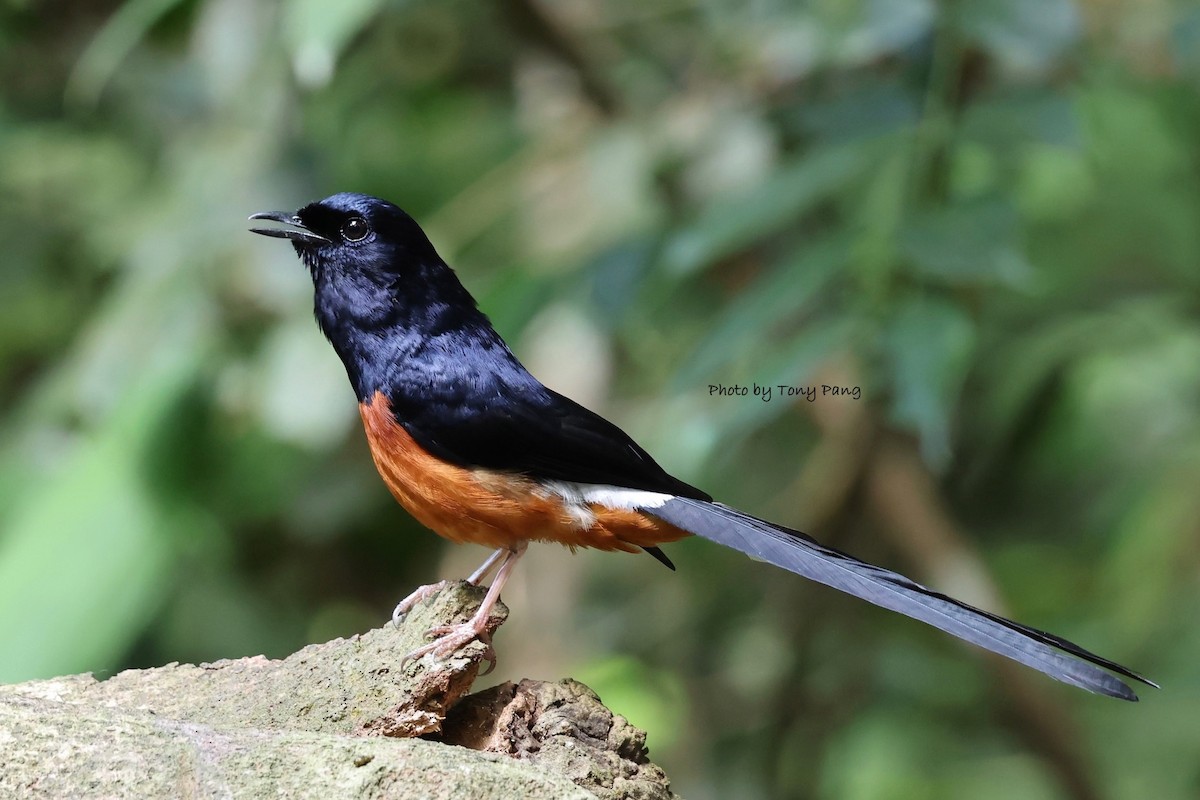 White-rumped Shama - ML639242389