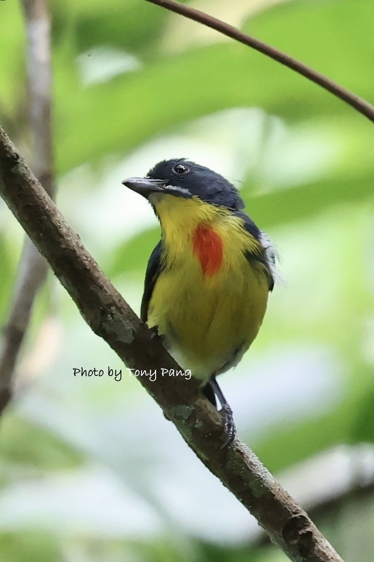 Crimson-breasted Flowerpecker - ML639242395