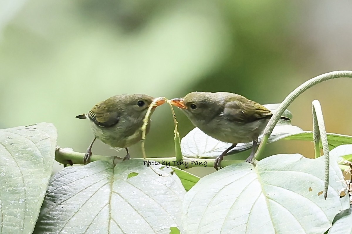 Crimson-breasted Flowerpecker - ML639242398