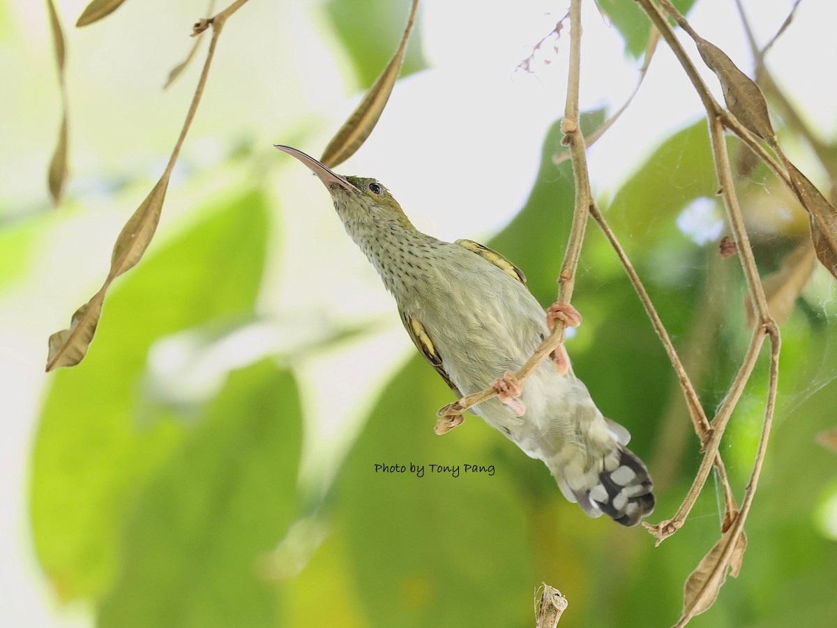 Gray-breasted Spiderhunter - ML639242406