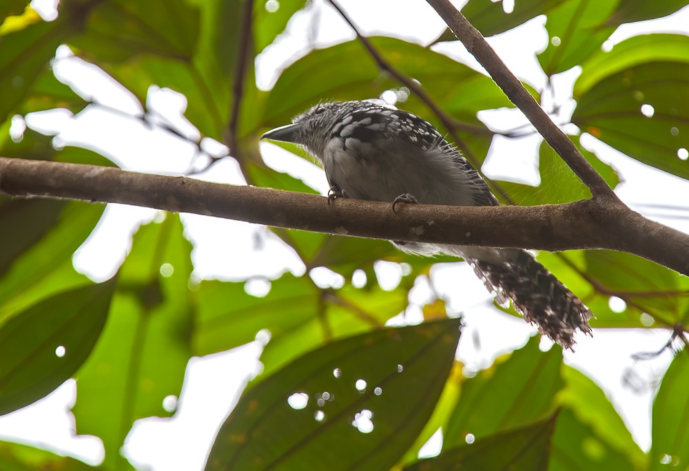 Spot-backed Antshrike - ML639242451