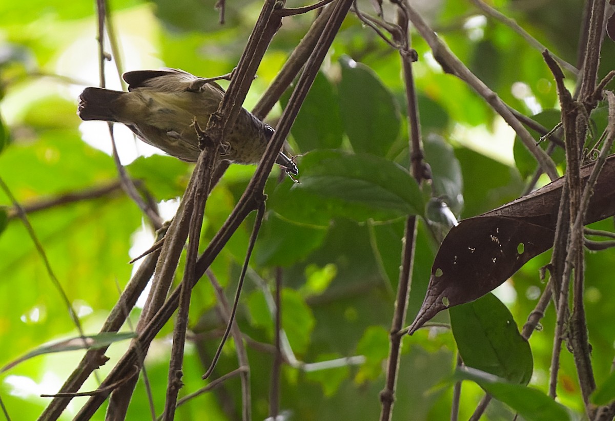 Spot-breasted Antvireo - ML639242458
