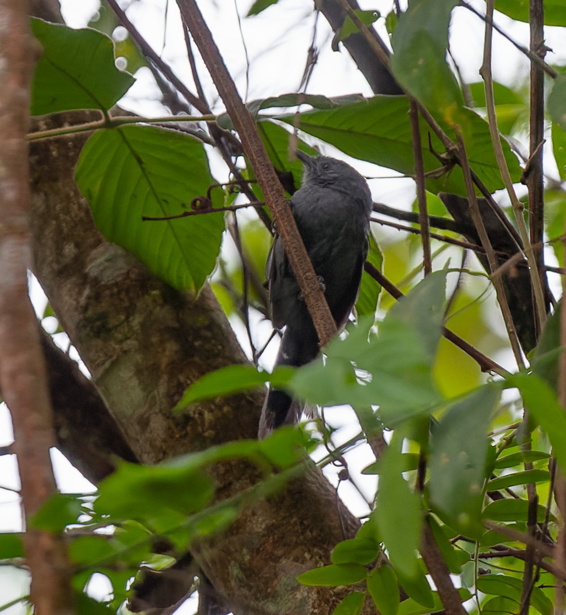 Rio de Janeiro Antbird - ML639242463