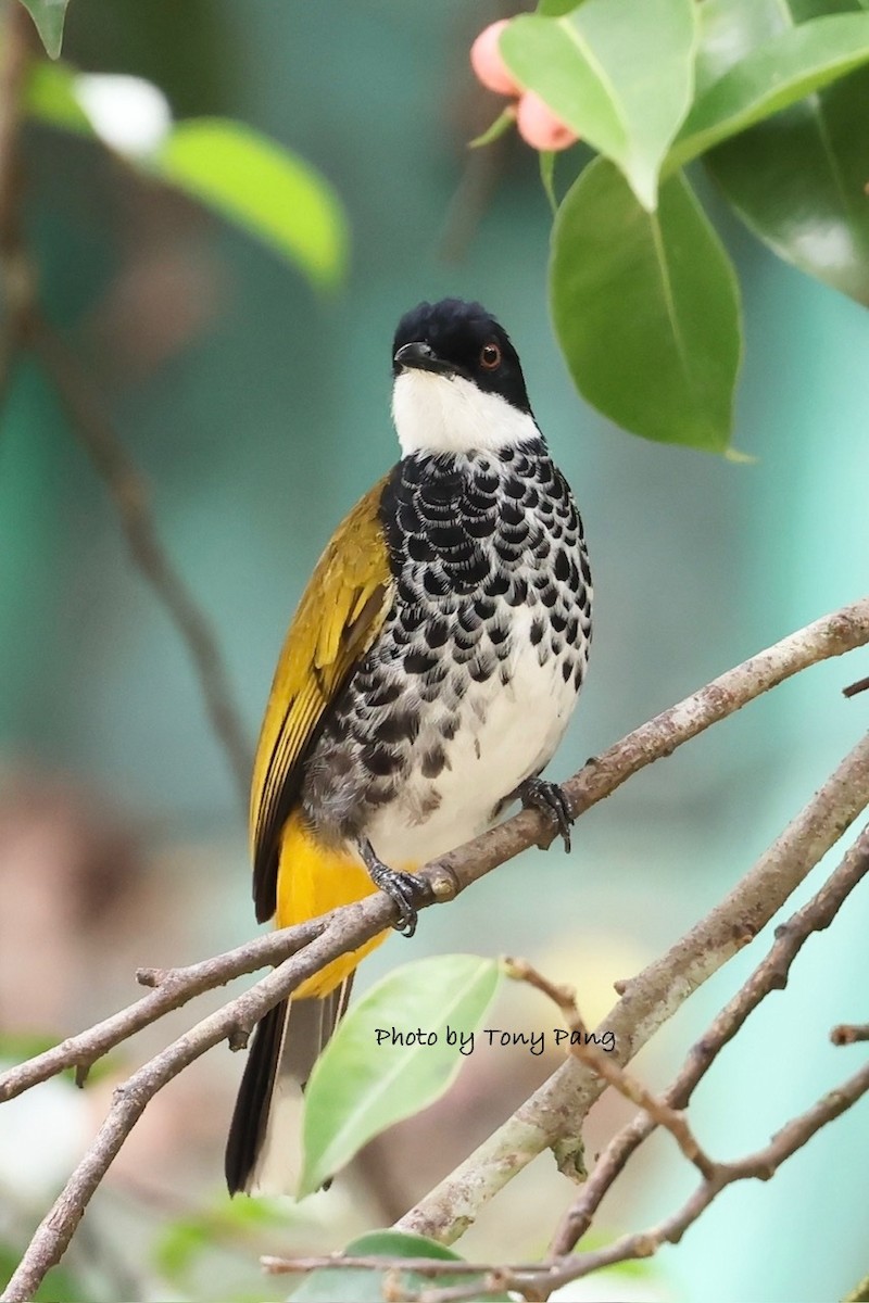 Scaly-breasted Bulbul - ML639242492
