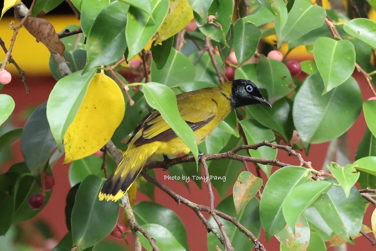 Black-headed Bulbul - ML639242529