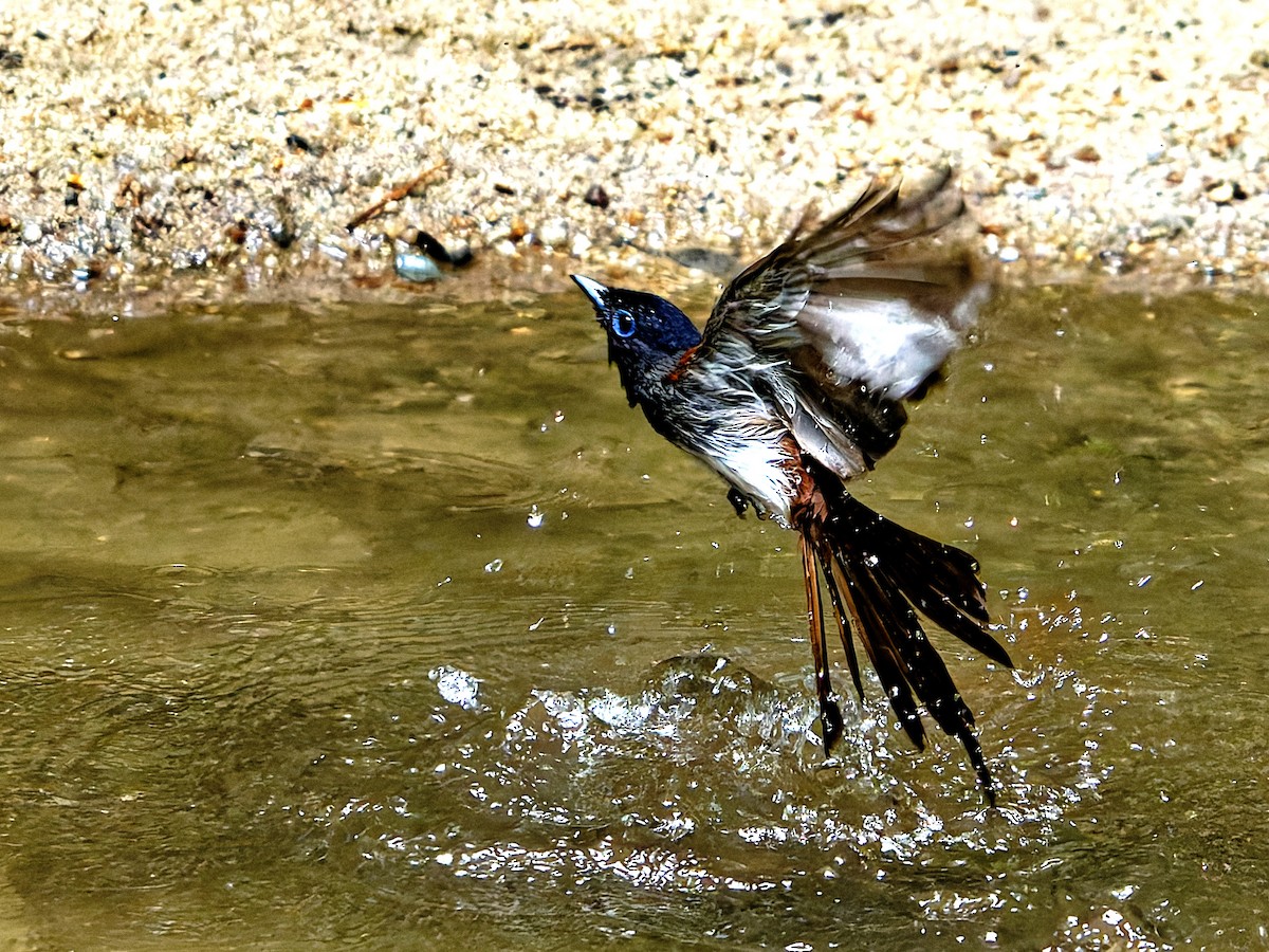 Black Paradise-Flycatcher - ML639242557