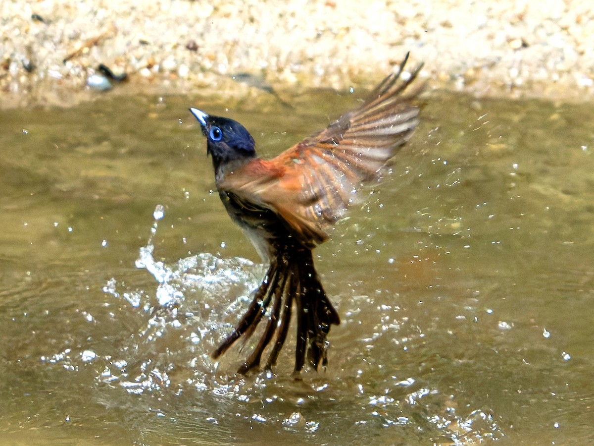 Black Paradise-Flycatcher - ML639242559