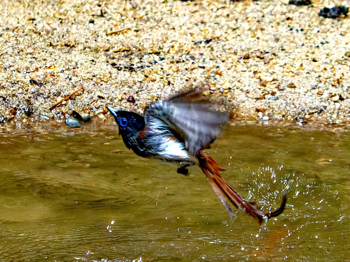 Black Paradise-Flycatcher - ML639242563