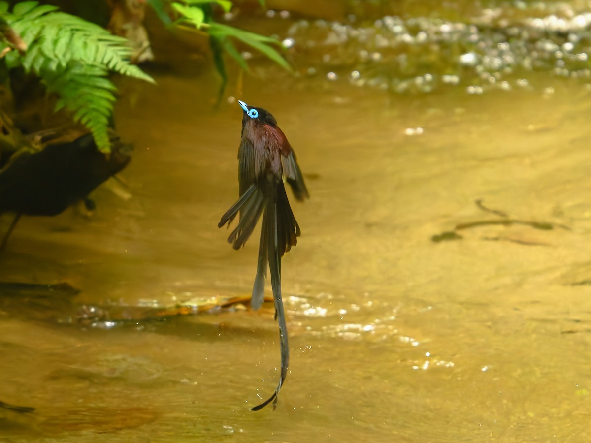 Black Paradise-Flycatcher - ML639242564