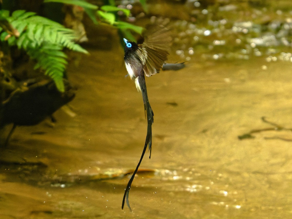 Black Paradise-Flycatcher - ML639242566