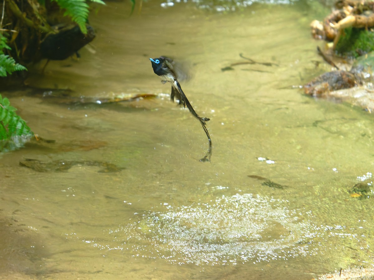 Black Paradise-Flycatcher - ML639242567