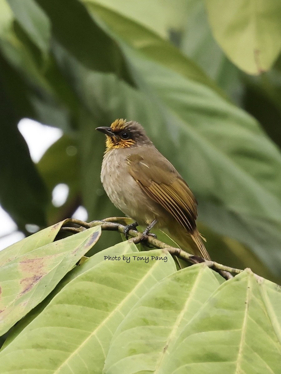 Stripe-throated Bulbul - ML639242568
