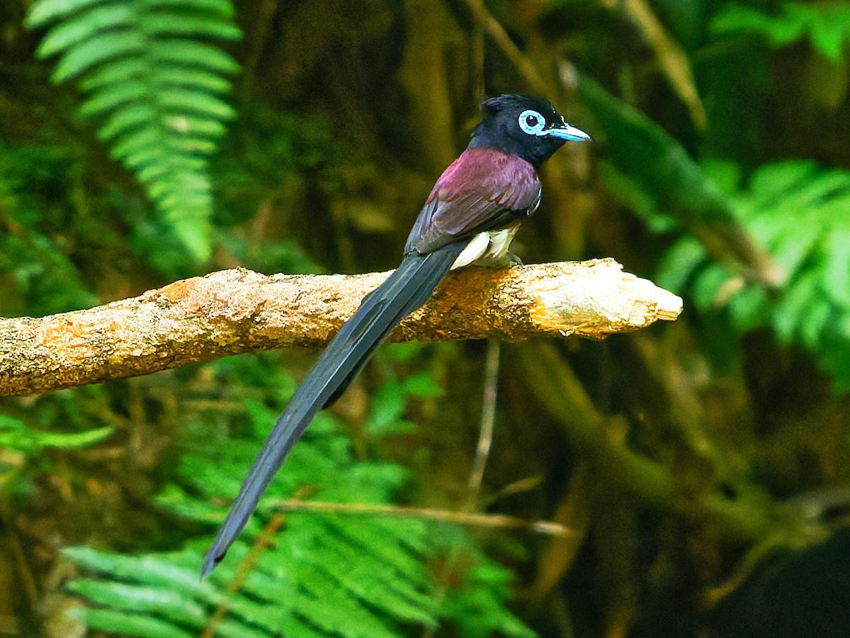 Black Paradise-Flycatcher - ML639242570