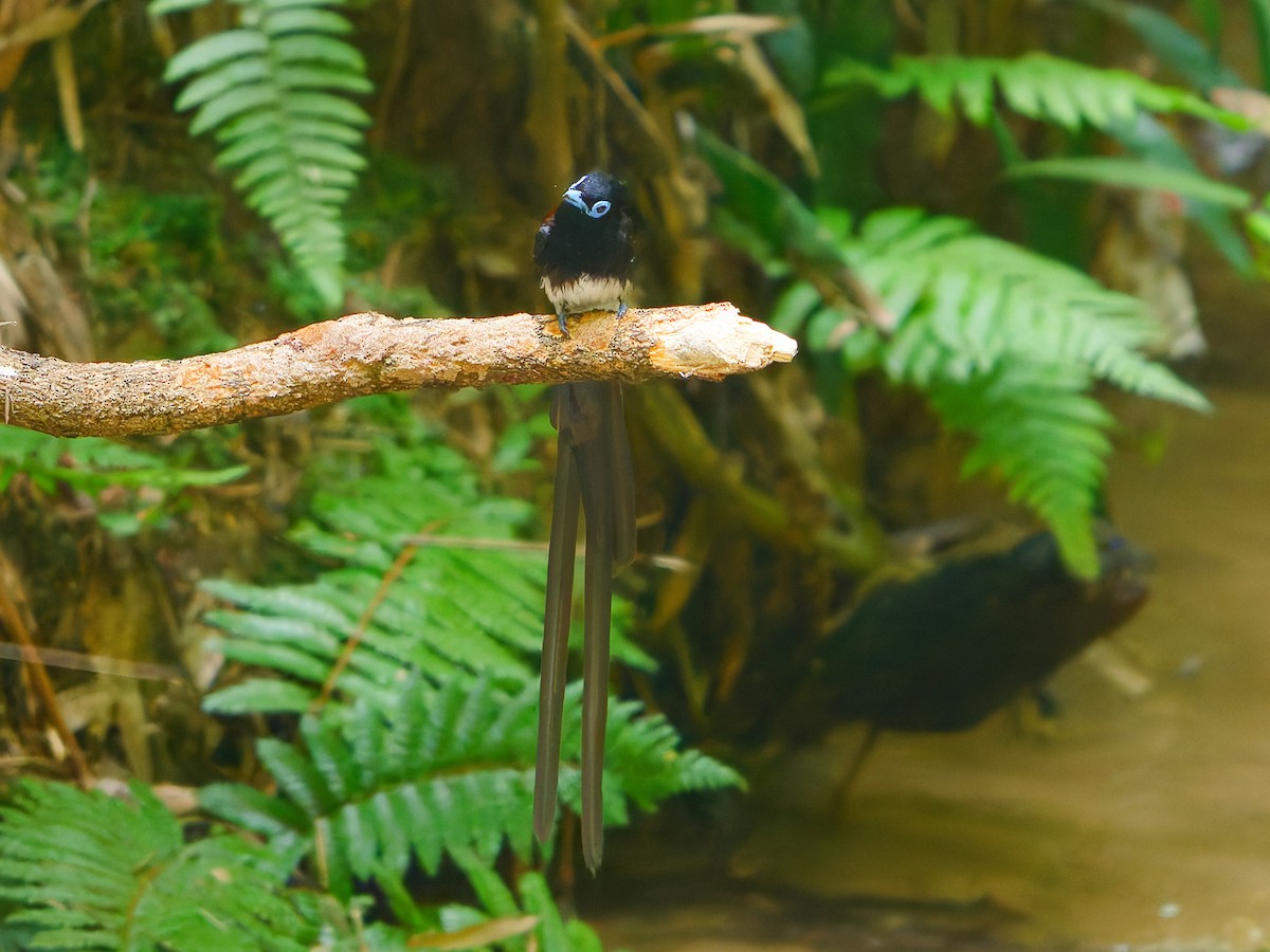 Black Paradise-Flycatcher - ML639242573