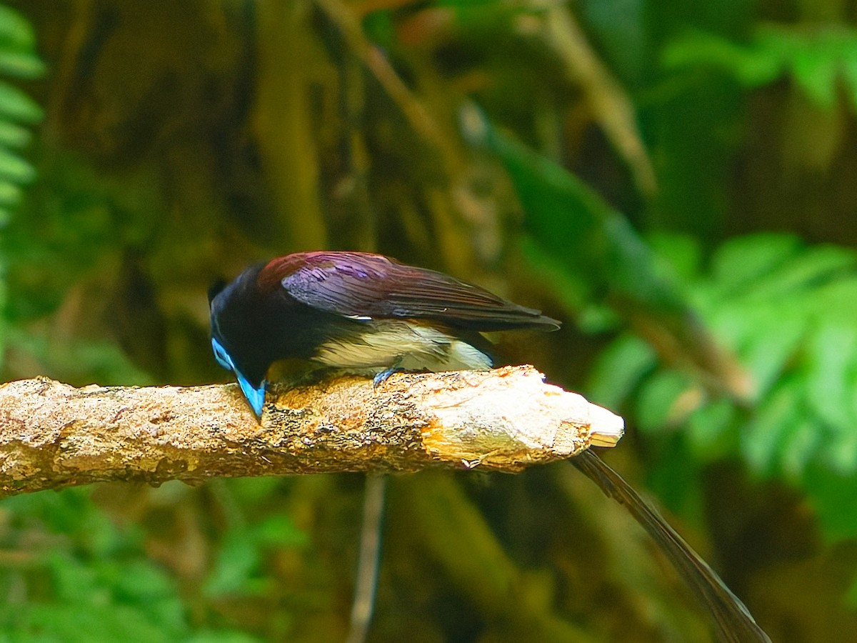 Black Paradise-Flycatcher - ML639242574