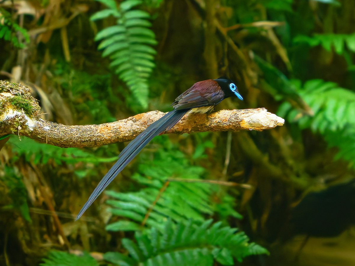 Black Paradise-Flycatcher - ML639242575