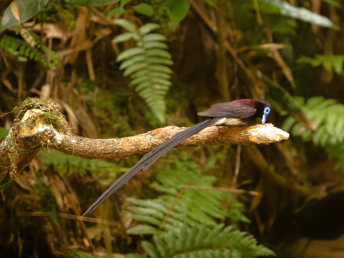 Black Paradise-Flycatcher - ML639242576