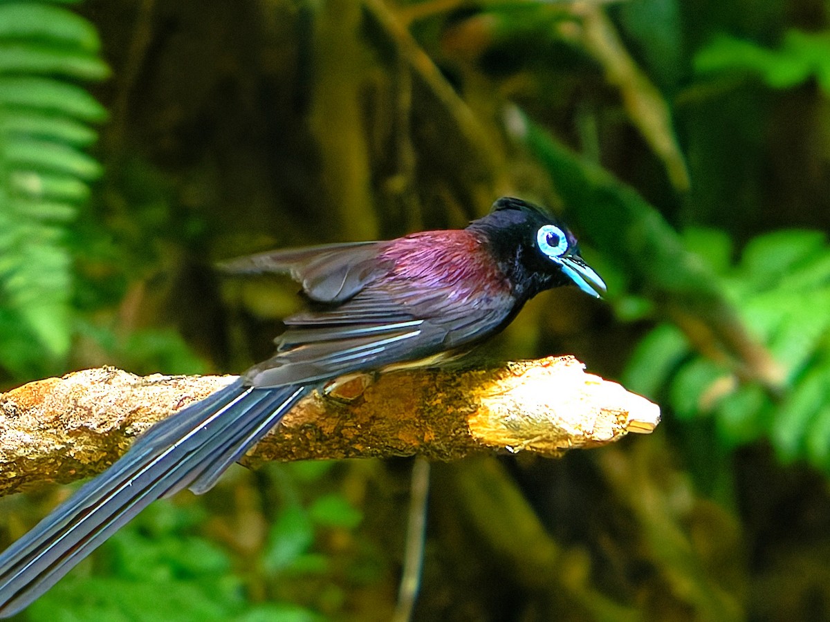 Black Paradise-Flycatcher - ML639242580