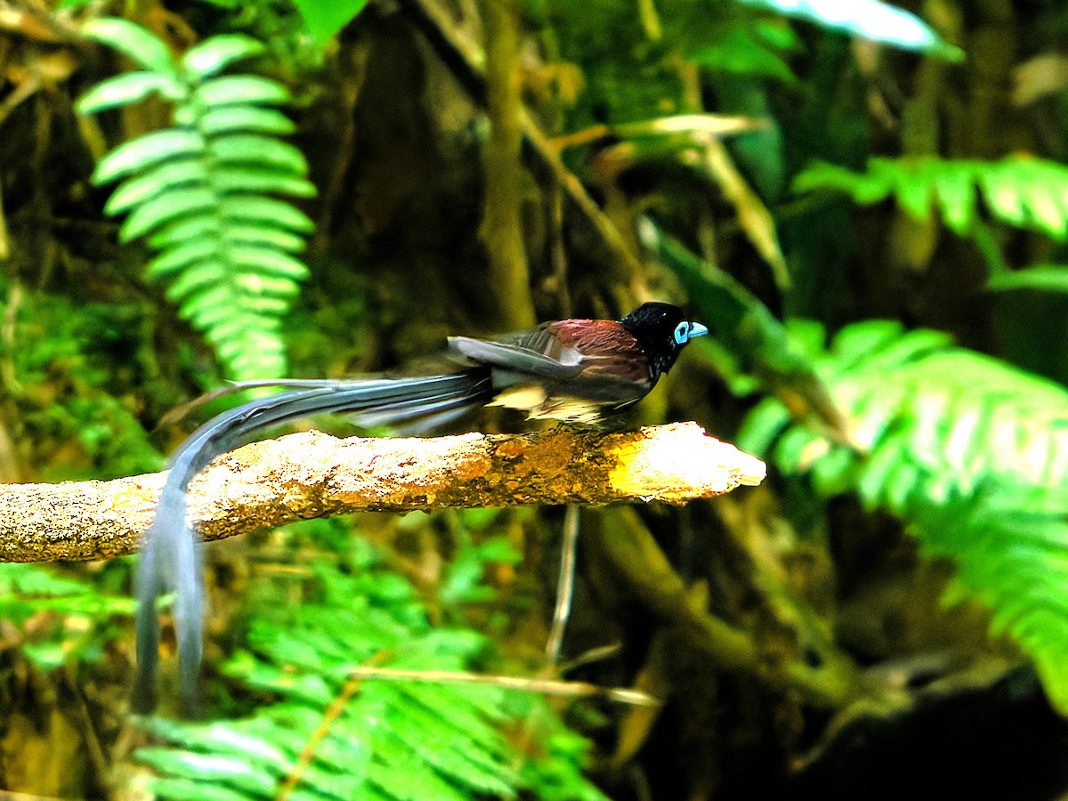 Black Paradise-Flycatcher - ML639242582