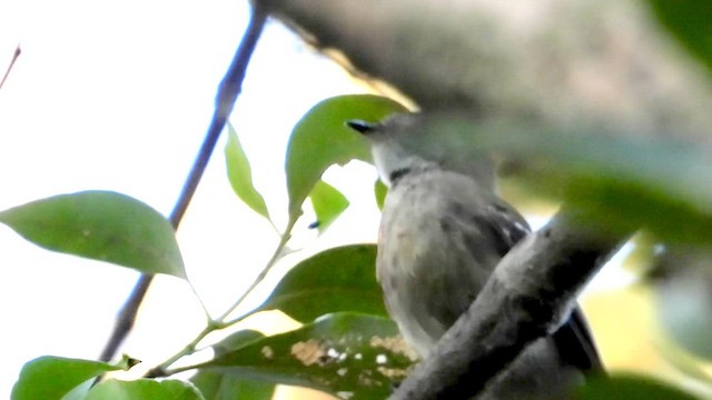Mangrove Fantail - ML639242622