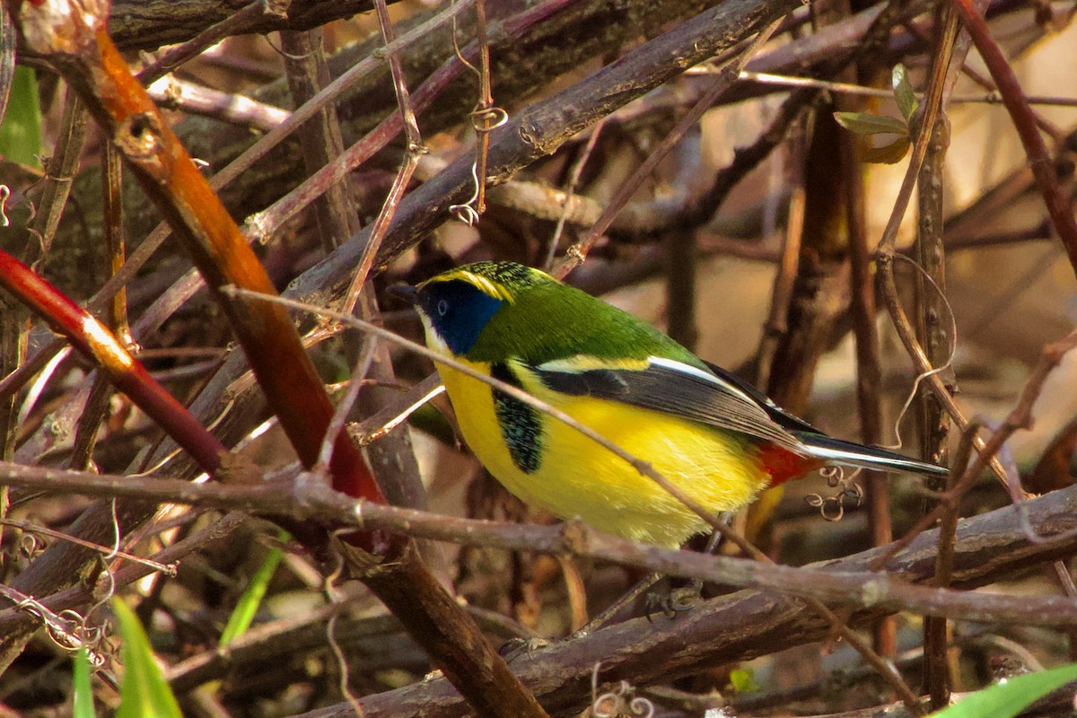 Many-colored Rush Tyrant - ML639242633