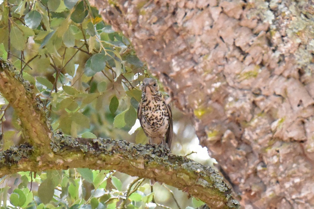 Garraztarro eurasiarra - ML639242640