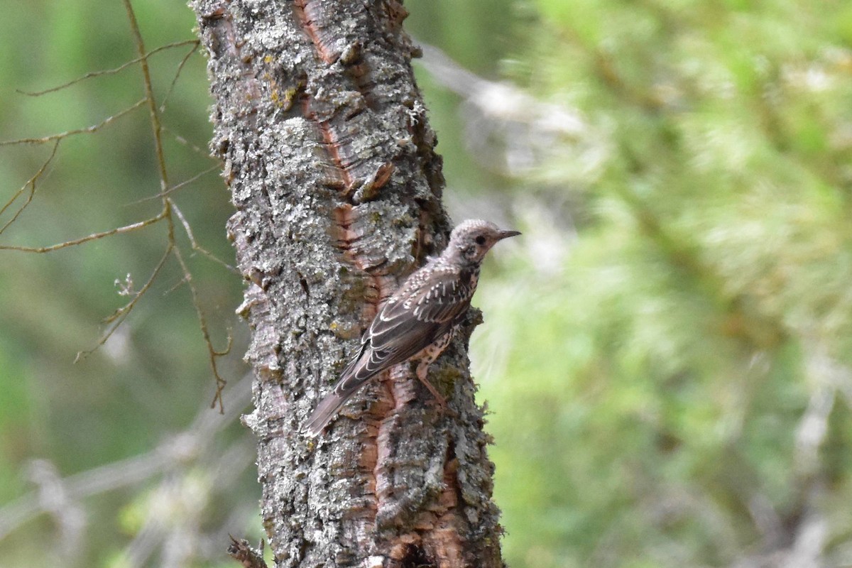Garraztarro eurasiarra - ML639242641