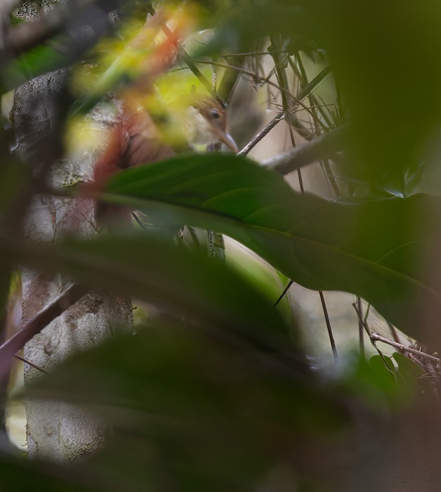 White-eyed Foliage-gleaner - ML639242652