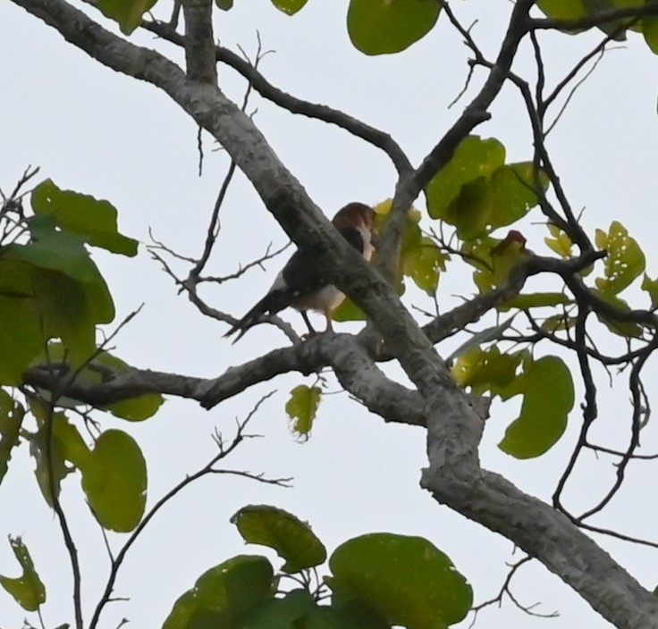 White-rumped Falcon - ML639242677
