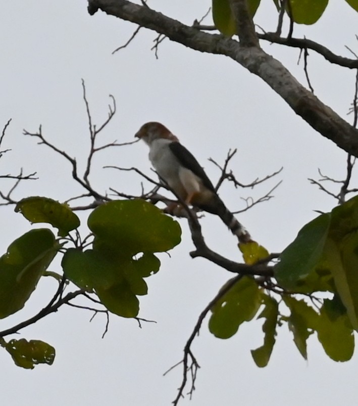 White-rumped Falcon - ML639242678