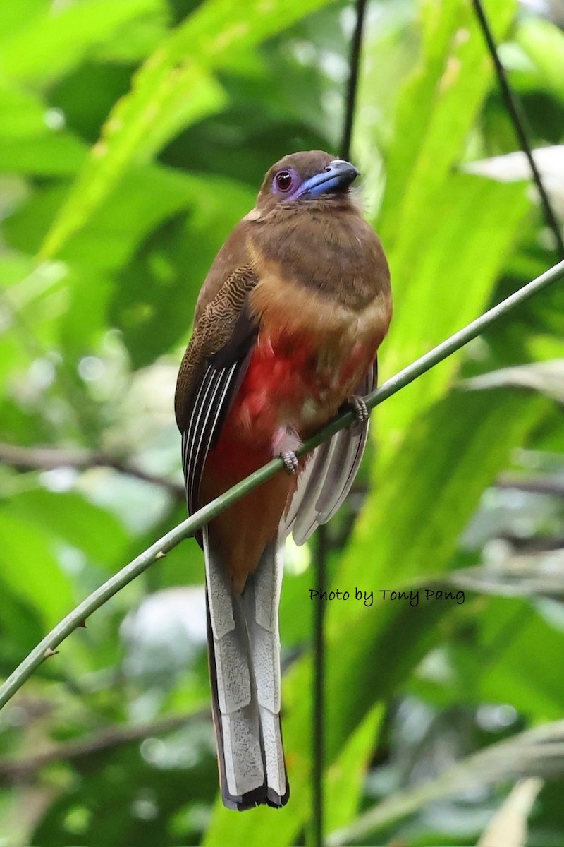 Diard's Trogon - ML639242703