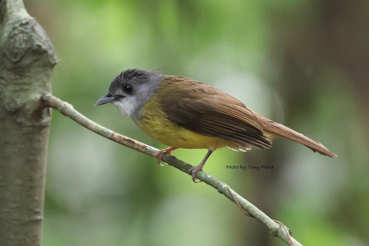 Yellow-bellied Bulbul - ML639242708