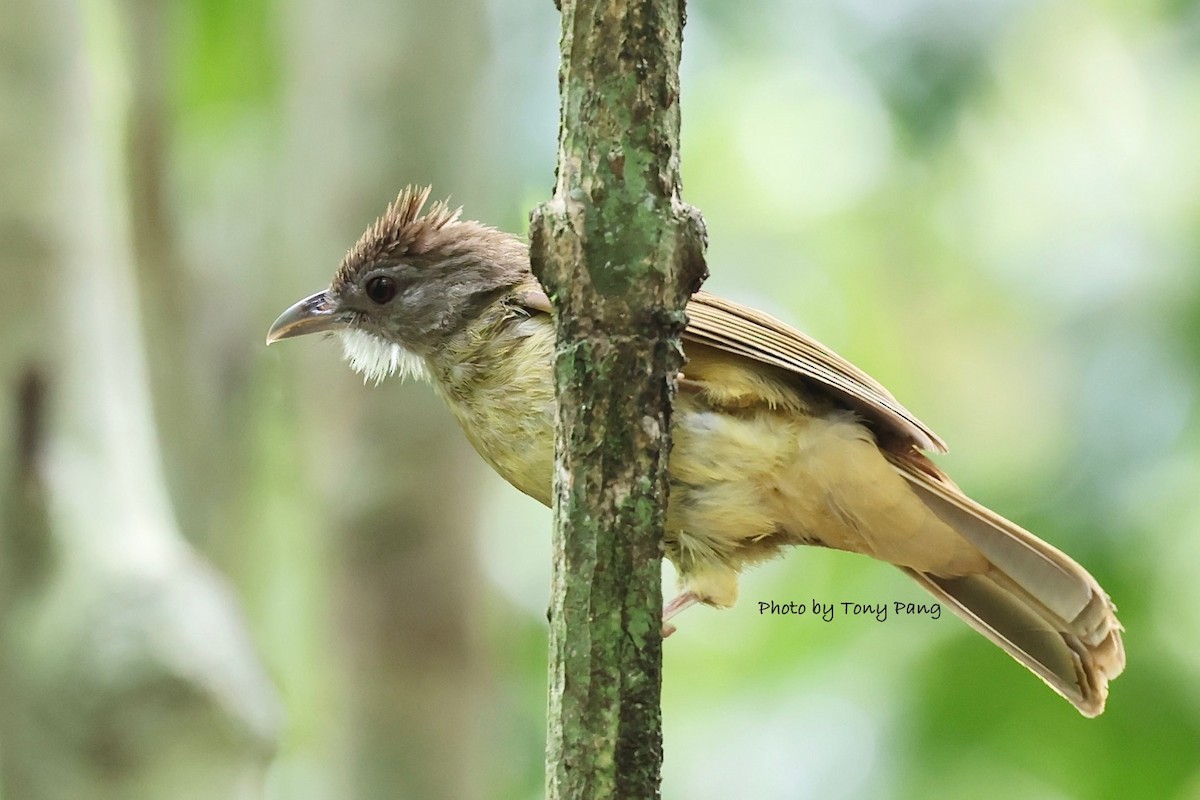 Gray-cheeked Bulbul - ML639242709