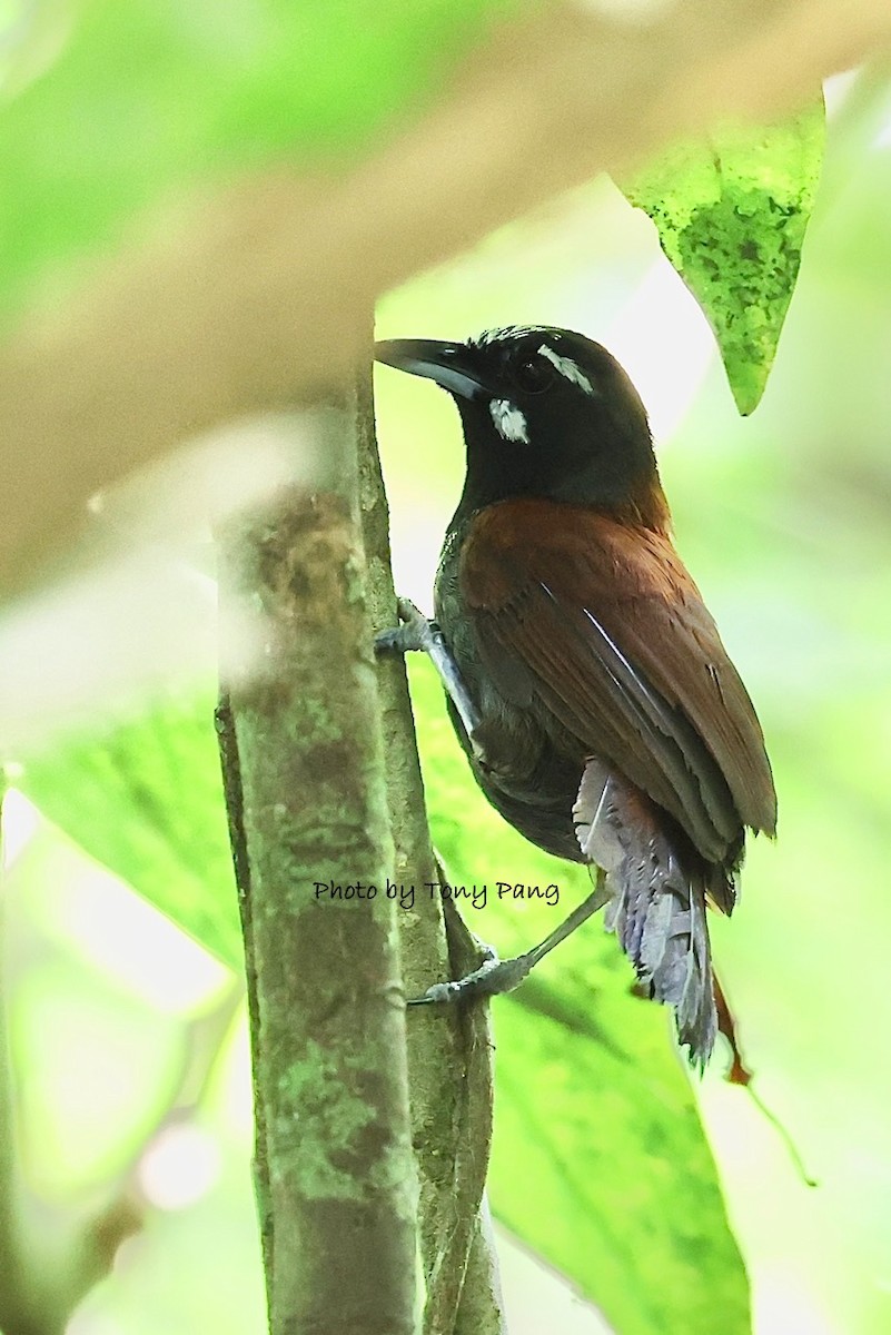 Black-throated Babbler - ML639242715
