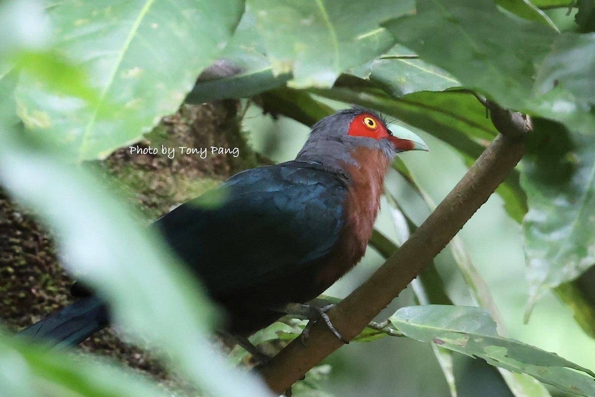 Chestnut-breasted Malkoha - ML639242733
