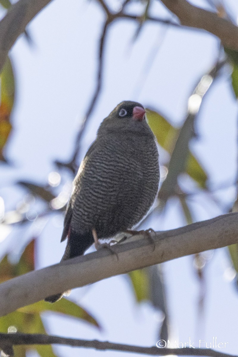 Beautiful Firetail - ML639242739