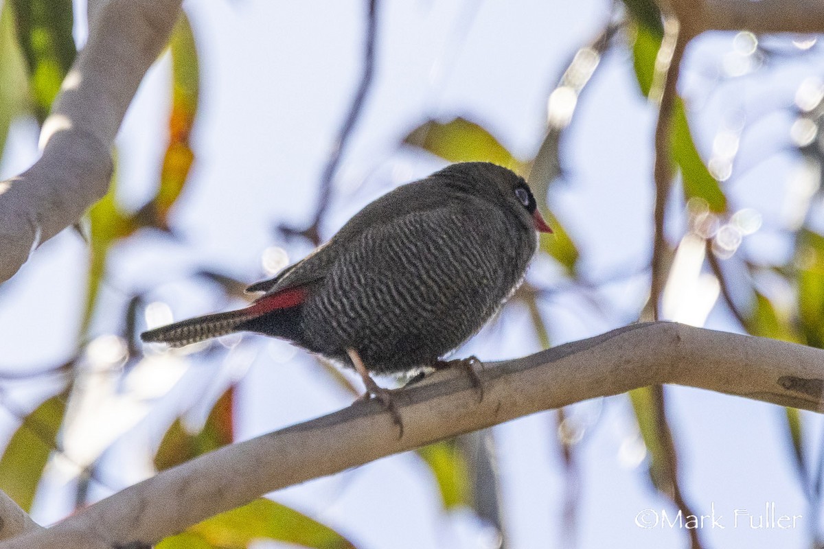 Beautiful Firetail - ML639242740
