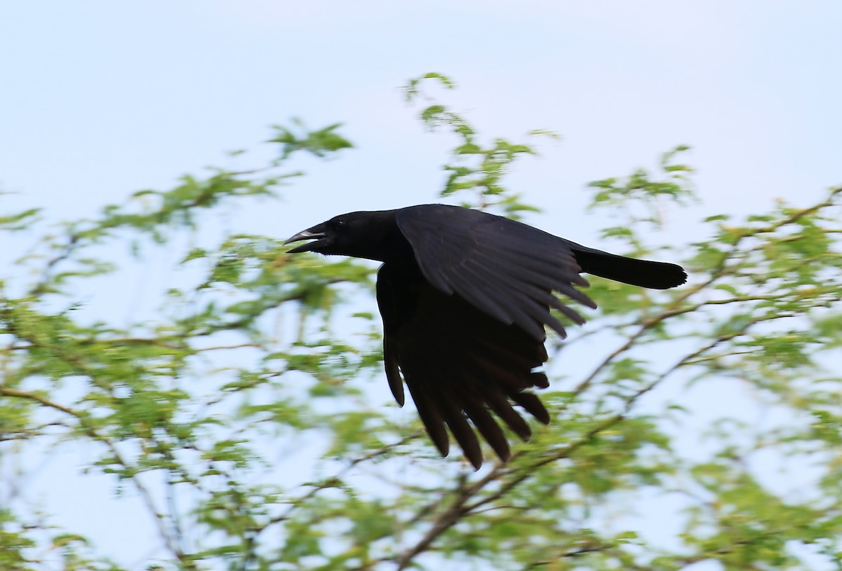 Hispaniolan Palm-Crow - ML639242763