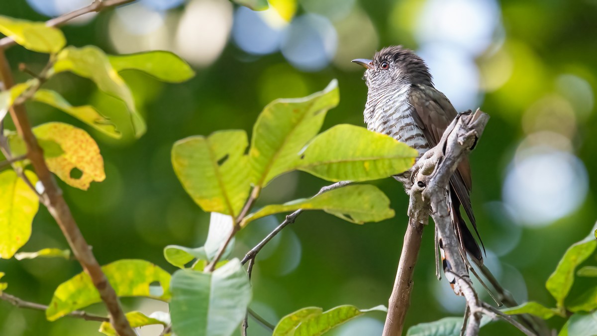 スミレテリカッコウ - ML639242781