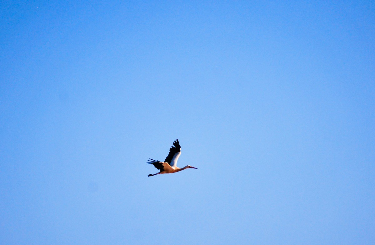 stork - ML639242813