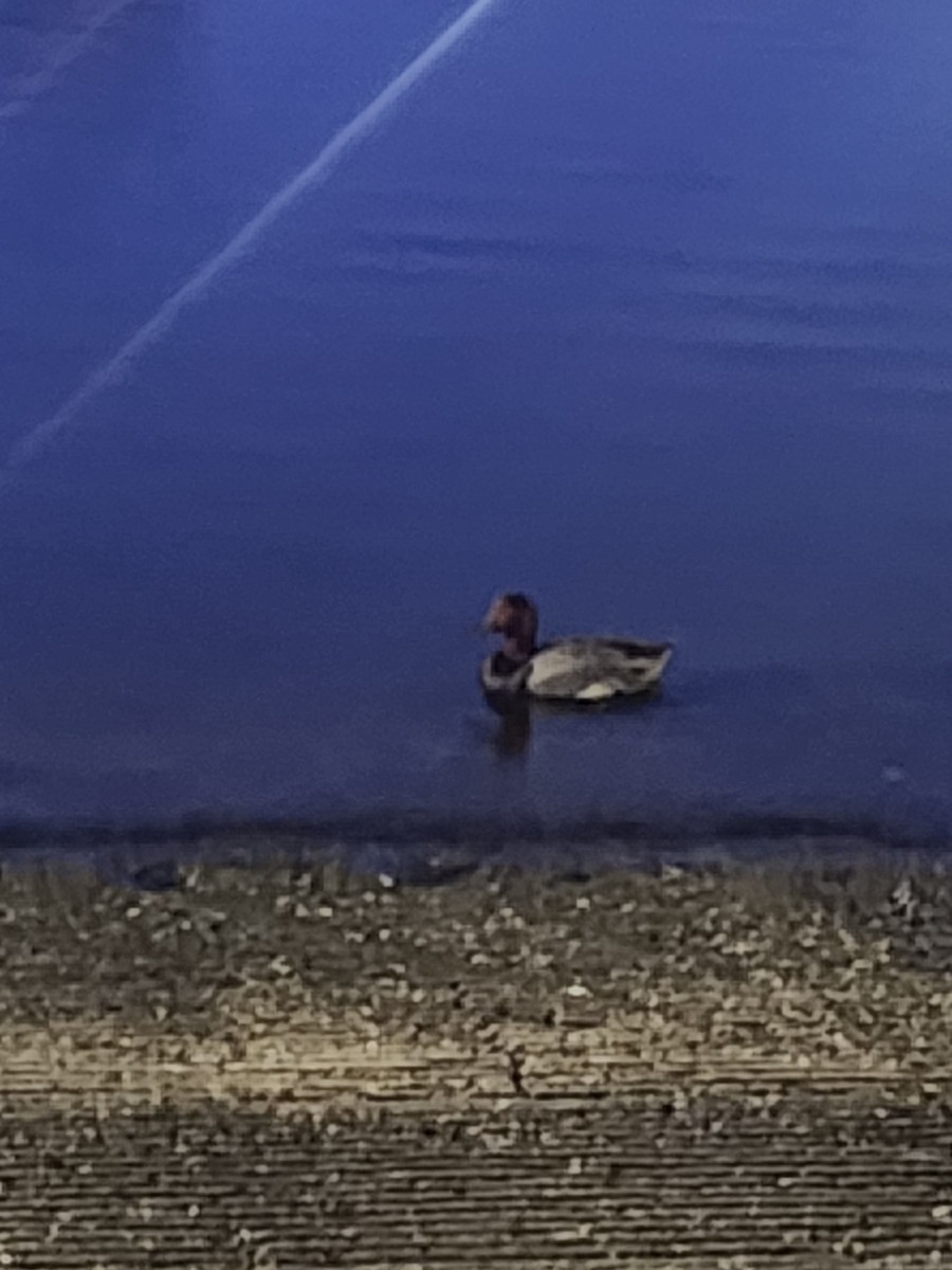 Redhead - ML639242825