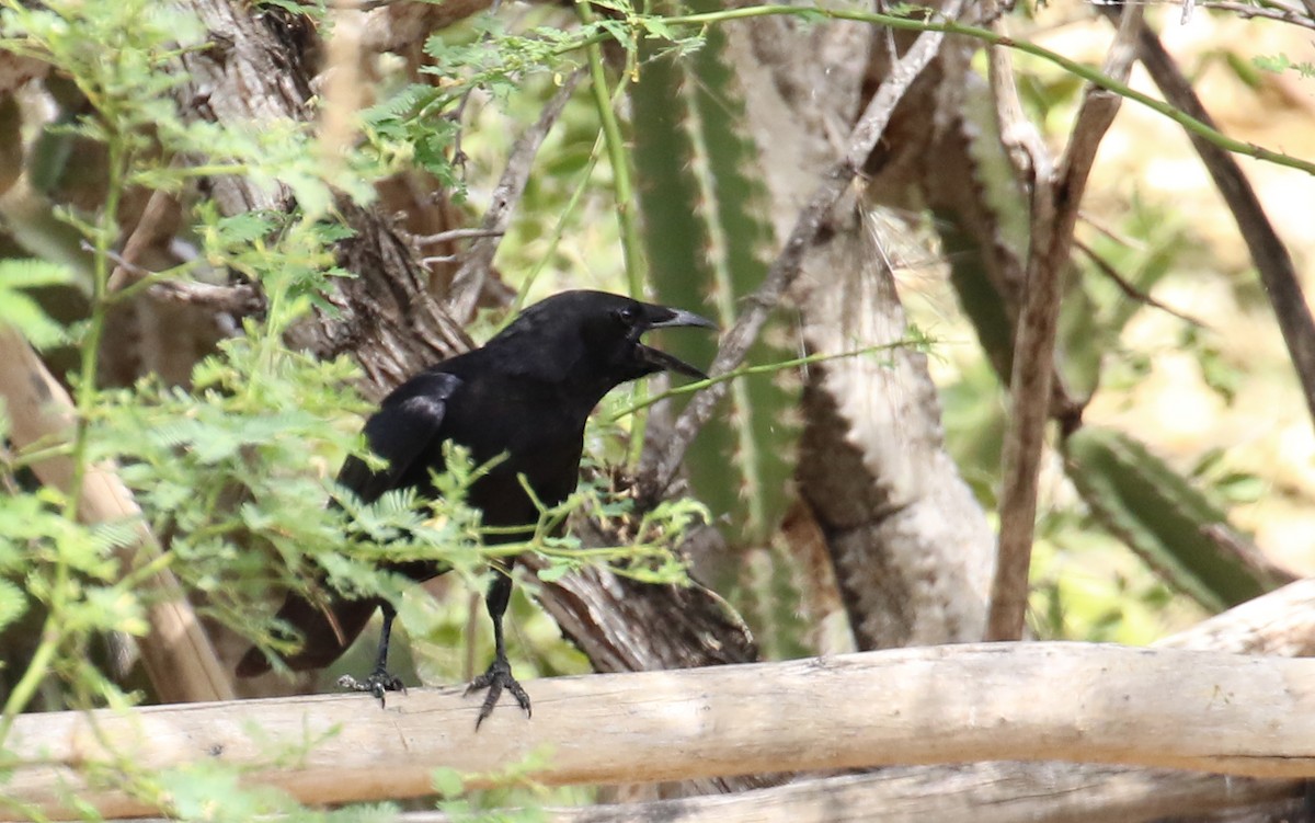 Hispaniolan Palm-Crow - ML639242864