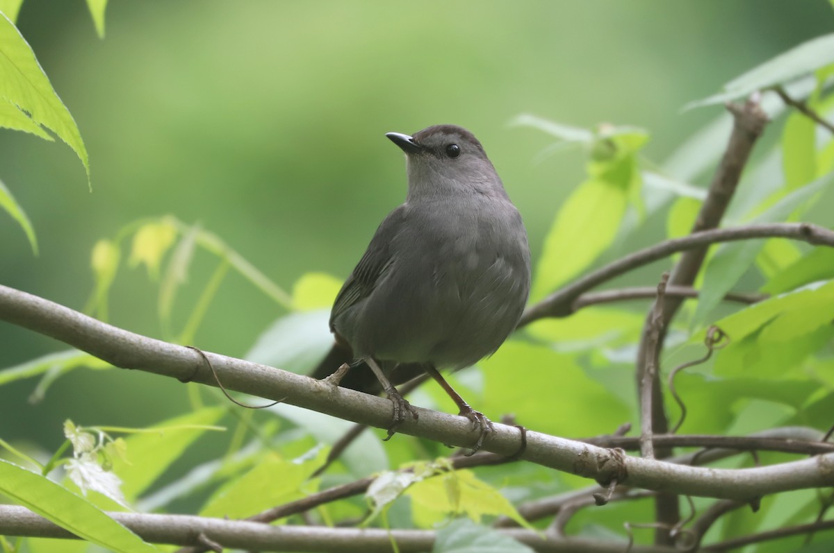 kattespottefugl - ML639242879