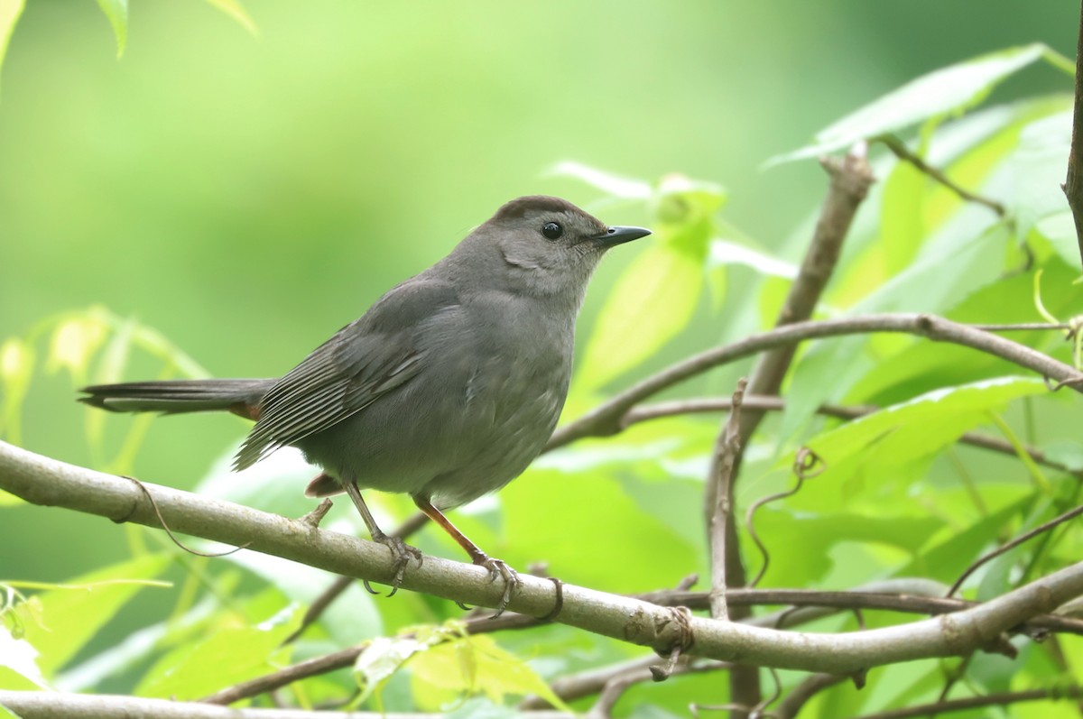 kattespottefugl - ML639242880