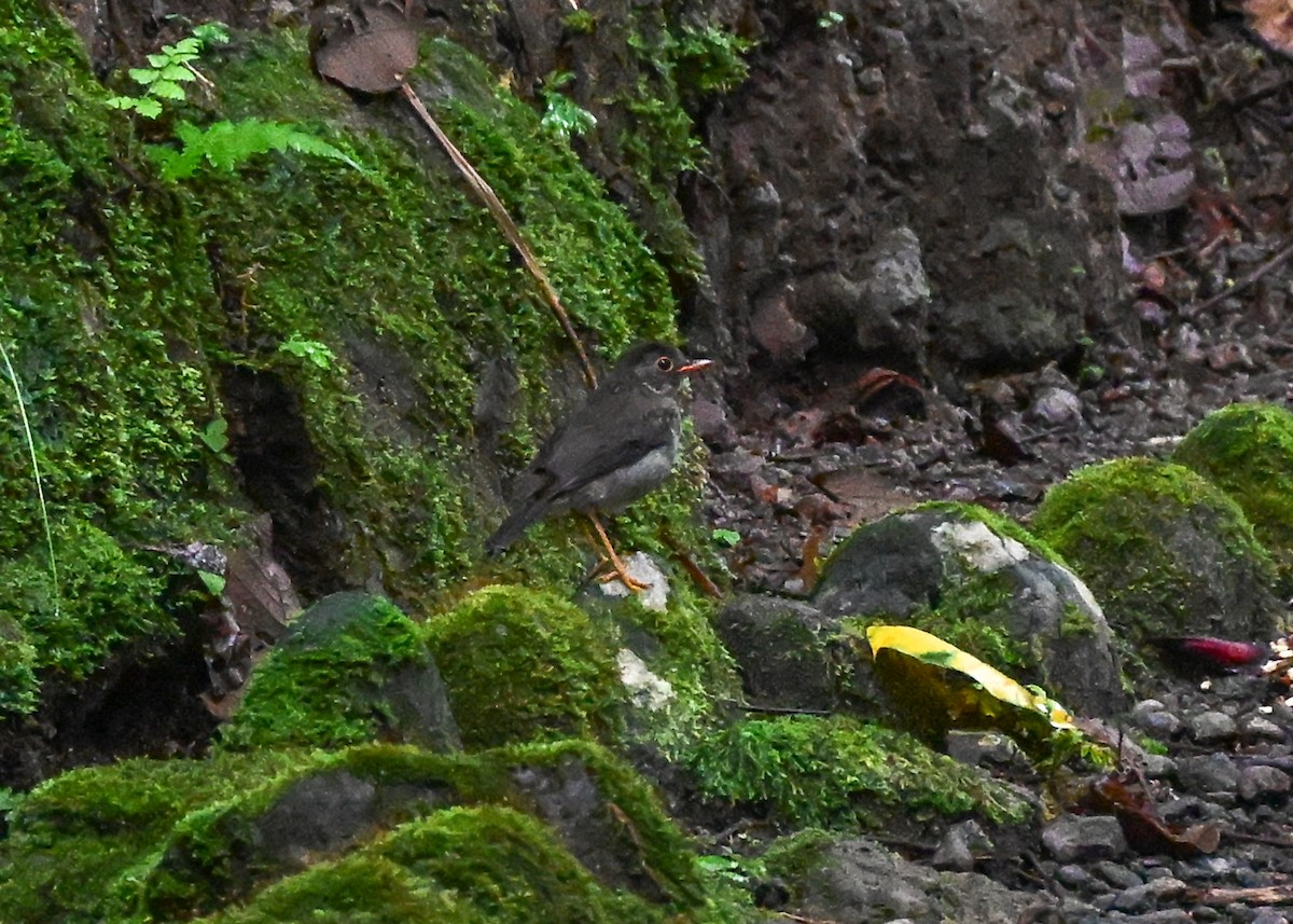 Black-headed Nightingale-Thrush - ML639242935