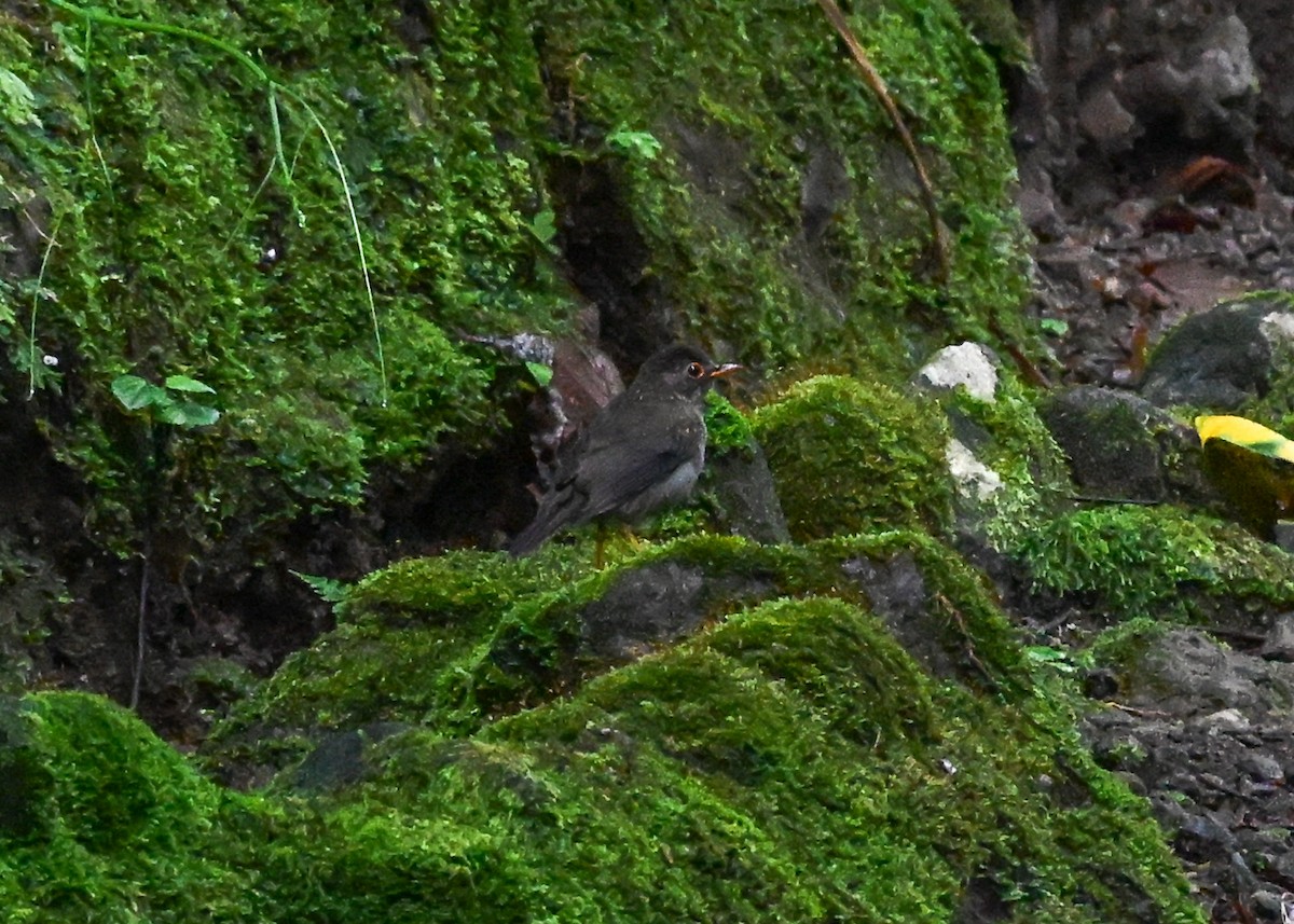 Black-headed Nightingale-Thrush - ML639242936