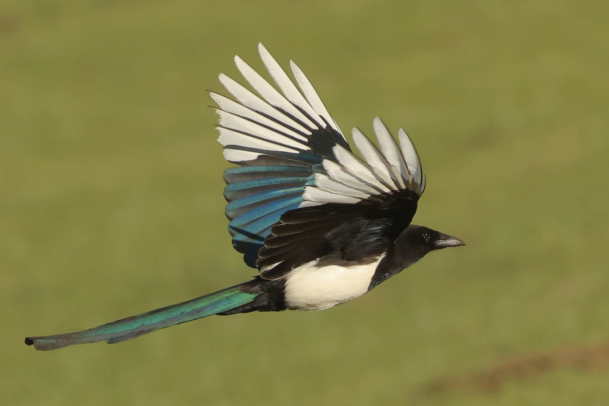 Eurasian Magpie - ML639242951