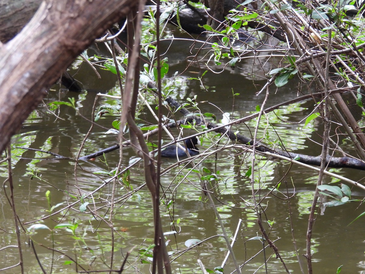 American Coot - ML639242987