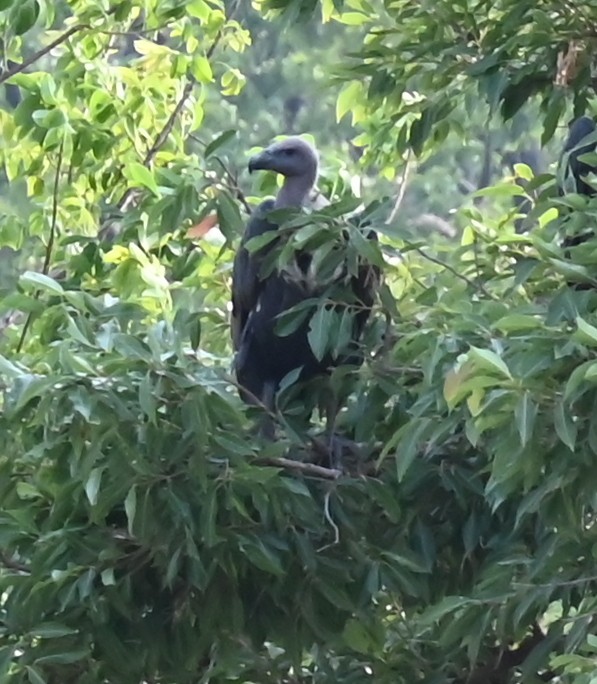 Slender-billed Vulture - ML639243018