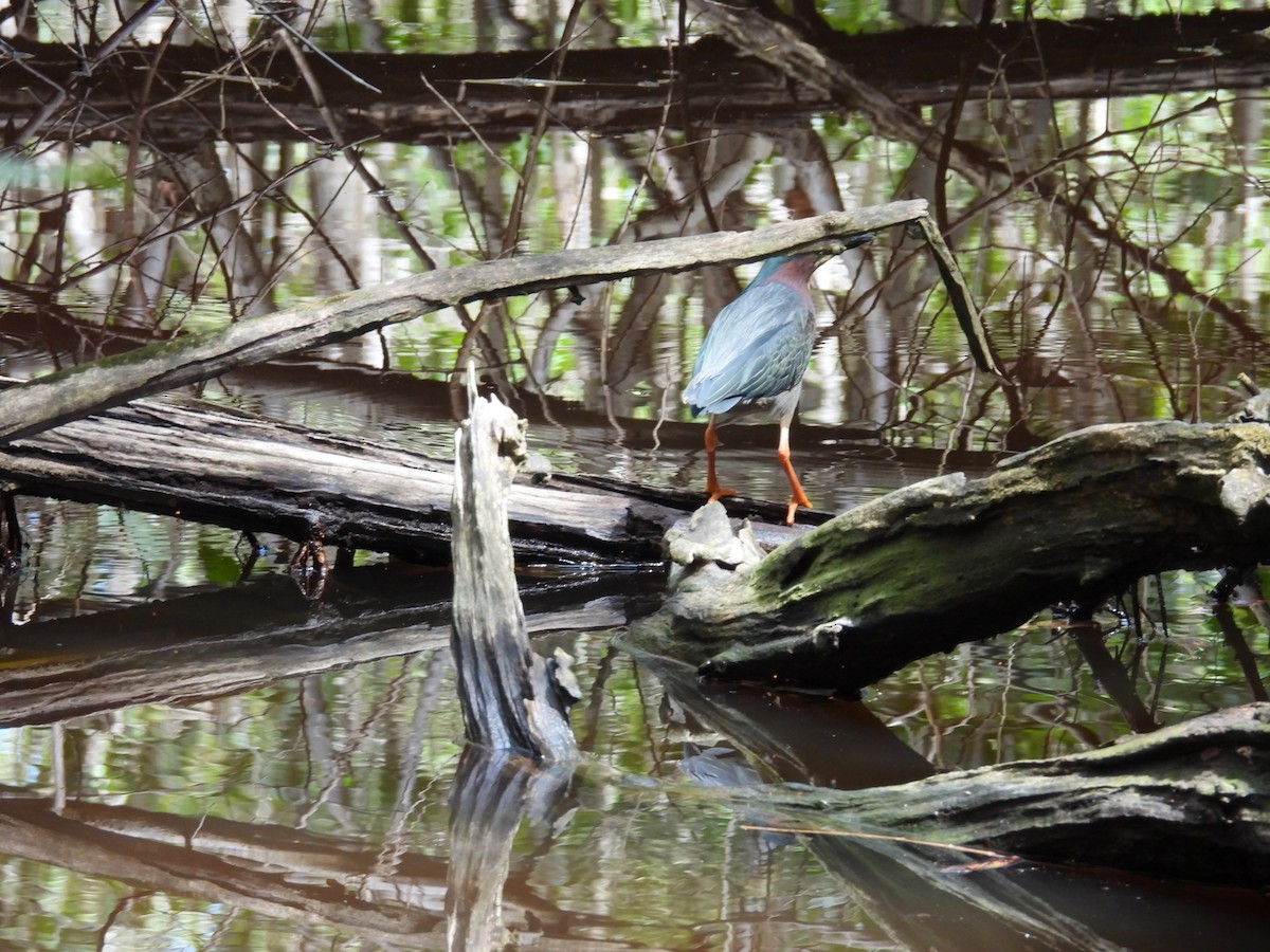 Green Heron - ML639243113